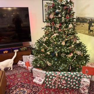 Christmas Morning with Curious White Cat and Decorated Tree