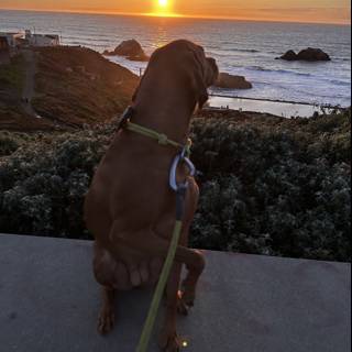 Loyal Canine at the Coast