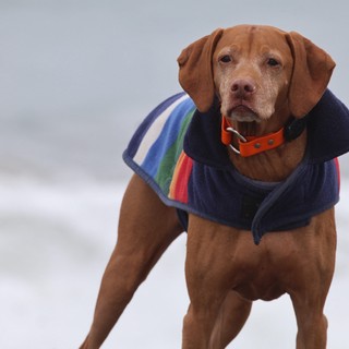 Stoic Vizsla in Rainbow Coat Braves the Beach