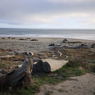Elephant Seals Resting at Drakes Beach at Dusk