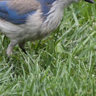 Feathered Wanderer