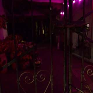 Purple-Lit Garden Patio with Decorative Metal Gate at Night