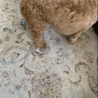Poodle Puppy on a Cozy Rug