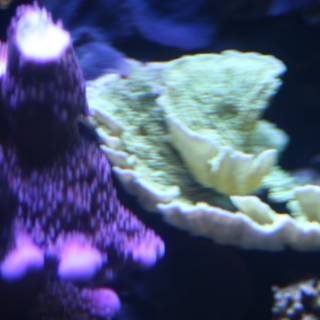 Vibrant Coral in the Reef