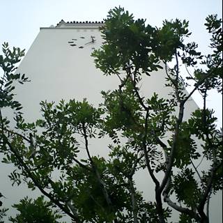 Towering Tree Amidst Urban Architecture