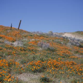 Walk in the Orange Meadow
