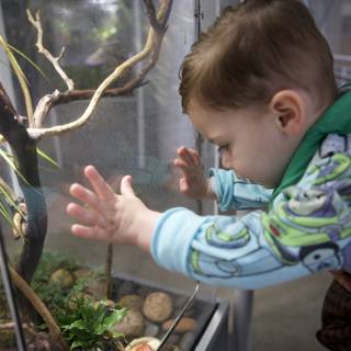 Fascination in the Rainforest - A young explorer at the California Academy of Sciences