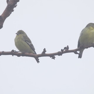 American Goldfinches Perched on Winter Branch