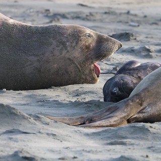 Northern Elephant Seals Resting on Sandy Beach