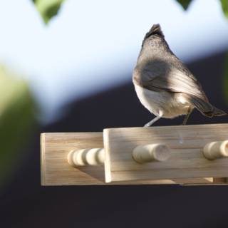 Afternoon Visitor