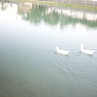 Two Ducks Taking a Swim