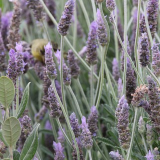 Bumblebee Foraging Among Purple Lavender Blooms
