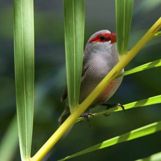 Serenity in the Foliage: A Cardinal Finch at Honolulu Zoo