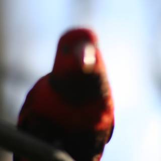 Red Avian Visitor