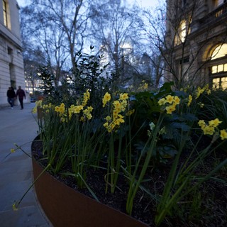 Yellow Daffodils Bloom at Dusk in London
