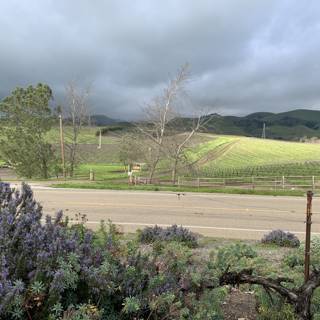 Purple Fields in San Luis Obispo