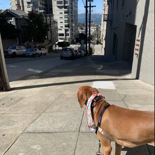 Canine Companion in the City