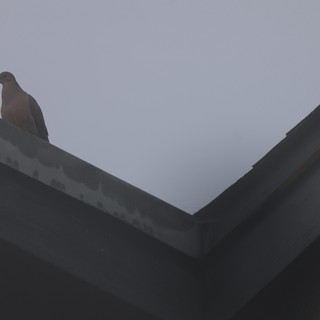 Mourning Dove Perched on Rooftop at Dusk
