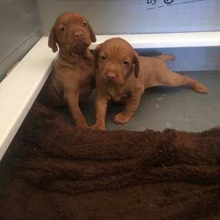 Adorable Vizsla Puppies Waiting For Their Forever Homes