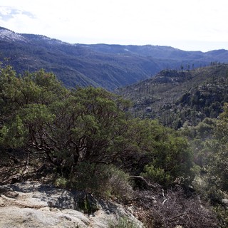Mountain Valley Vista Through Evergreen Forest