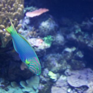 Vibrant Wrasse Swimming Among Coral Reef