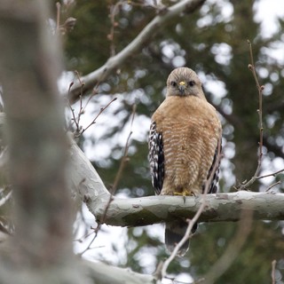 Red-Shouldered Hawk Perched on Winter Branch