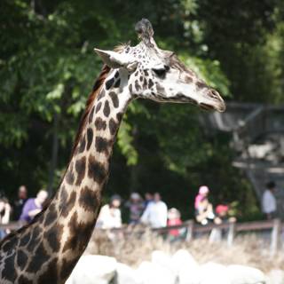 Majestic Giraffe at the Zoo
