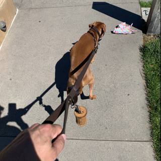 Fashionable walk with pup