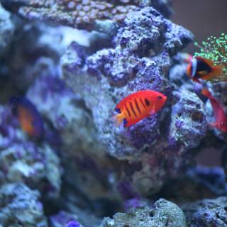 Colorful Clownfish in Captivity