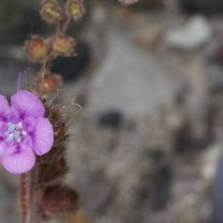 A Rare Geranium Orchid Found in the Desert