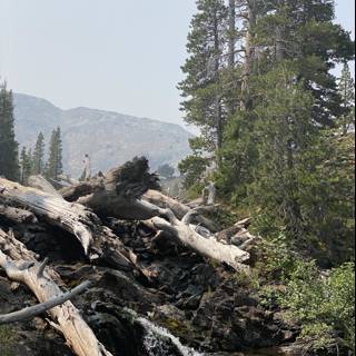 Fallen Fir Tree on Creek in Desolation Wilderness
