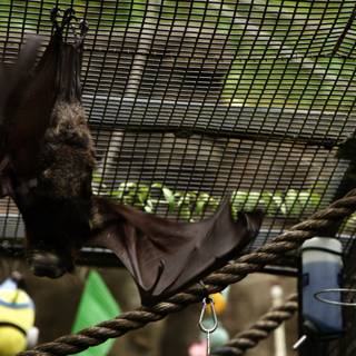 Up and Under: The Acrobatic Bat at Oakland Zoo