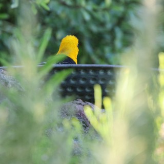 Hooded Oriole Bathing Through Garden Foliage