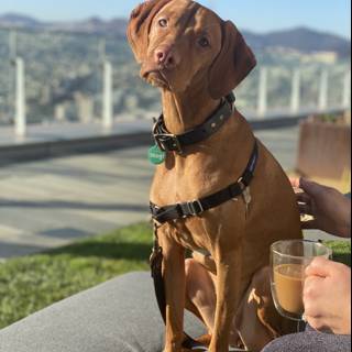Coffee Time with My Furry Friend