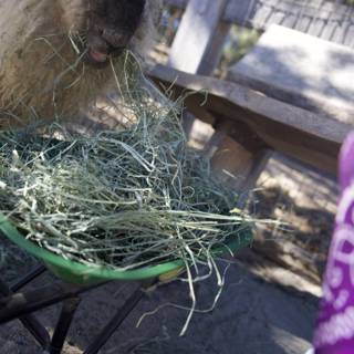 Pastoral Feast in Carmel Valley