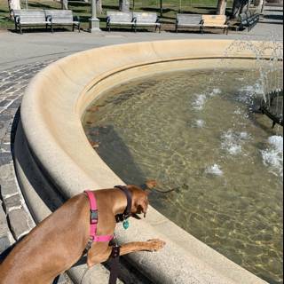 Contemplating the Fountain