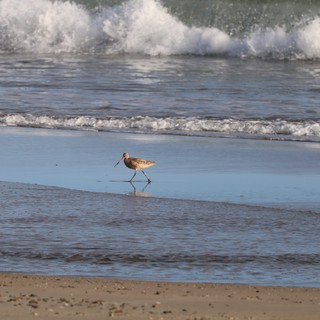 Solitary Shorebird Foraging at Drakes Beach