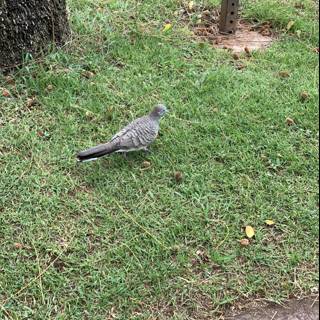 Graceful Pigeon in the Greenery