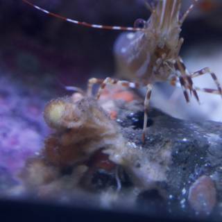 The Majestic Aquarium Shrimp: A Vibrant Life Beneath The Waves