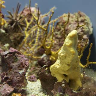 Colorful Sponge Amongst Corals in Aquarium