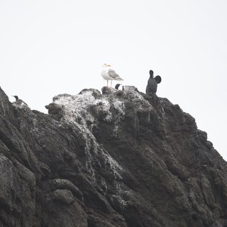 Seagull Reigns Supreme Atop Coastal Rocky Outcrop