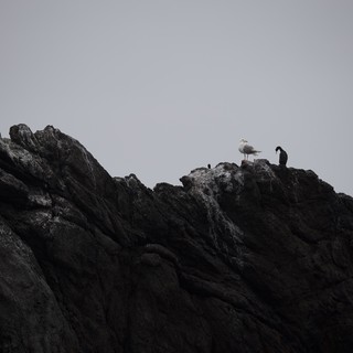 Seabirds Perched Atop Rugged Coastal Rock Formation