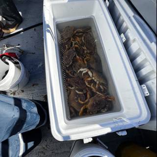Crabbing on the Gulf of the Farallones