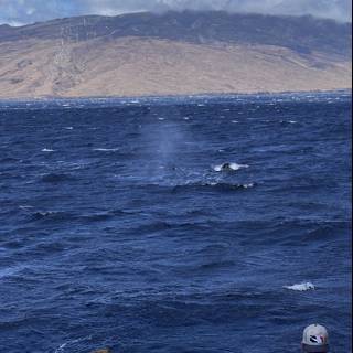 Whale Watching Adventure in Hawaiʻi
