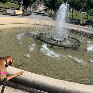 Curious Pup at the Majestic Fountain