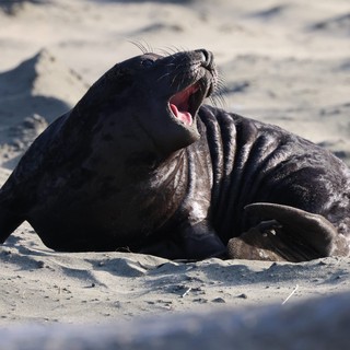 Young Elephant Seal Pup Yawning on Sandy Beach