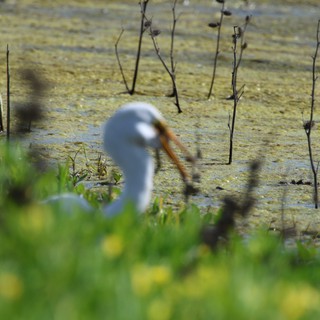 Great Egret Hunting in Wetland Shallows
