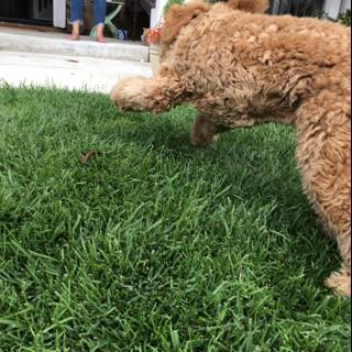 Playful Poodle on the Lawn