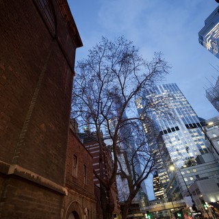 Bare Tree Framed by Urban Architecture at Dusk