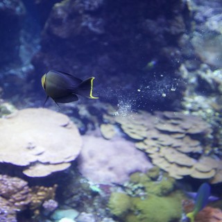 Dark Surgeonfish Swimming Through Coral Reef Aquarium